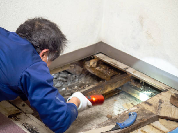 Mold Removal and Inspection in Valle Vista, CA