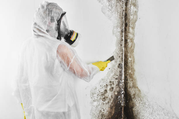 Best Emergency Mold Removal  in Valle Vista, CA