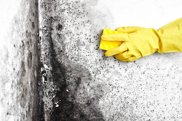 Best Mold Damage Repair  in Valle Vista, CA