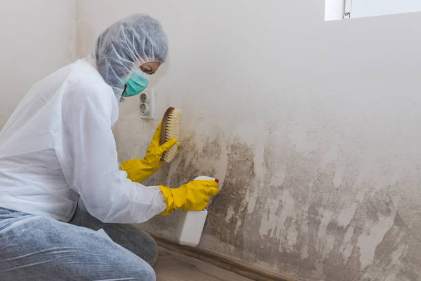 Best Toxic Mold Removal  in Valle Vista, CA