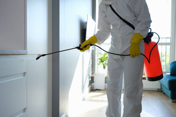 Best Same-Day Mold Removal  in Valle Vista, CA