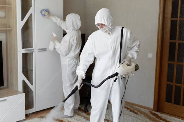 Professional Mold Removal in Valle Vista, CA