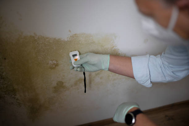 Best Mold Remediation  in Valle Vista, CA