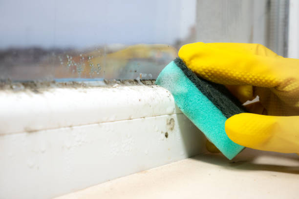 Best Mold Removal Near Me  in Valle Vista, CA