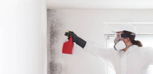 Best Mold Removal Company Near Me  in Valle Vista, CA