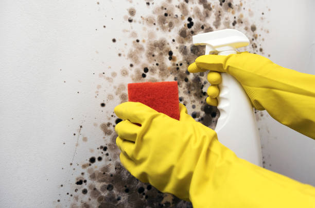 Best Best Mold Removal Companies  in Valle Vista, CA