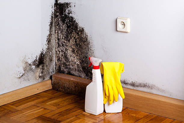 Best Mold Remediation Experts  in Valle Vista, CA