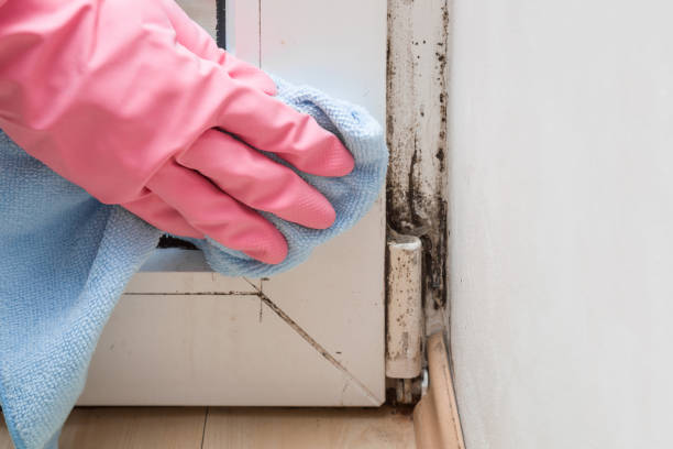 Best Certified Mold Removal  in Valle Vista, CA
